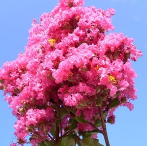 Lagerstroemia indica (Crapemyrtle) - Liliac Indian; Lagerstroemia Indica (Liliacul Indian )- 3 seminte - 5 RON 
Este un arbore decorativ care rezista la clima din tara noastra.
