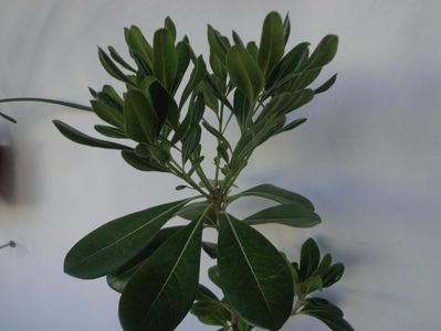 Pittosporum tobira