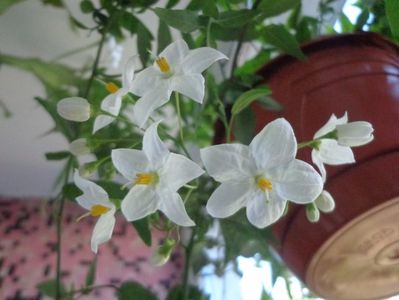 Solanum jasminoides