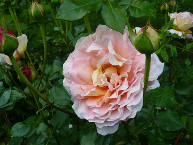 Abraham Darby