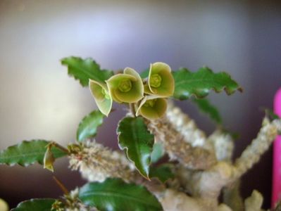 Euphorbia suzannae-marnierae