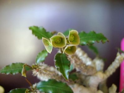 Euphorbia suzannae-marnierae