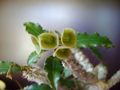 Euphorbia suzannae-marnierae