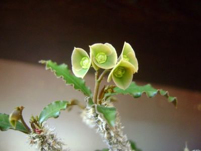 Euphorbia suzannae-marnierae