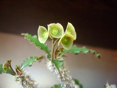 Euphorbia suzannae-marnierae