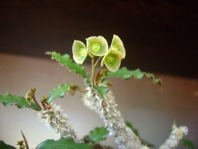 Euphorbia suzannae-marnierae