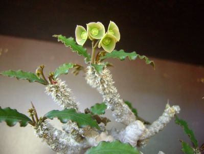 Euphorbia suzannae-marnierae