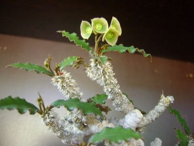 Euphorbia suzannae-marnierae