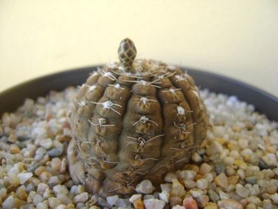 Gymnocacalycium ragonesei