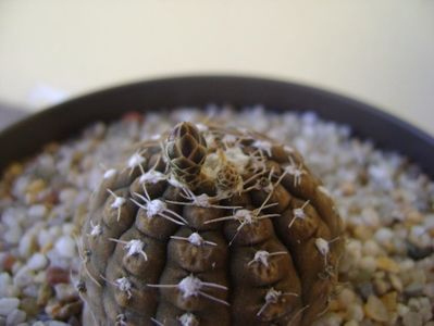 Gymnocacalycium ragonesei