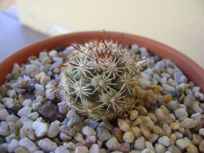 Mammillaria schumannii v. globosa