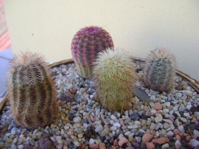 Grup de 4 Echinocereus; Echinocereus dasyacanthus 
Echinocereus fitchii 
Echinocereus perbellus
Echinocereus rigidissimus v rubrispinus
