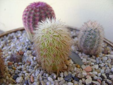 Echinocereus dasyacanthus SB732 Pecos Co, TX