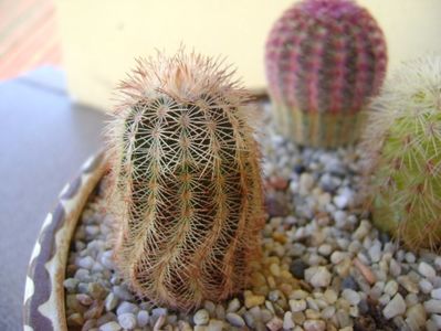 Echinocereus reichenbachii ssp. perbellus