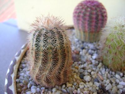 Echinocereus reichenbachii ssp. perbellus