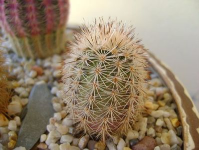 Echinocereus fitchii SB861 Webb Co, TX