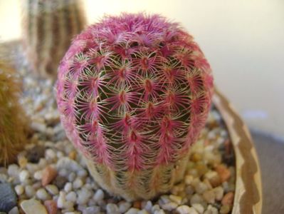 Echinocereus rigidissimus v. rubrispinus