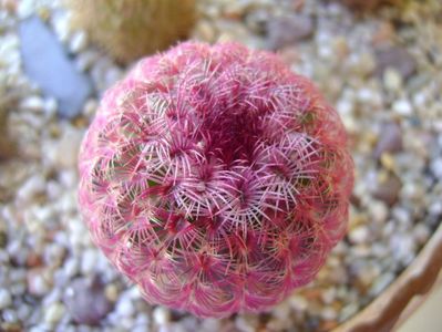 Echinocereus rigidissimus v. rubrispinus