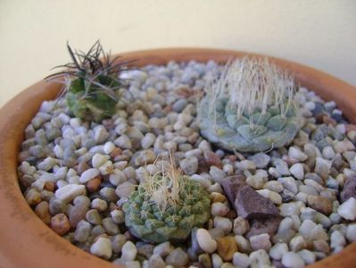 Grup de 3 cactusi; Strombocactus disciformis
Strombocactus disciformis ssp. jarmillae
Copiapoa coquimbana
