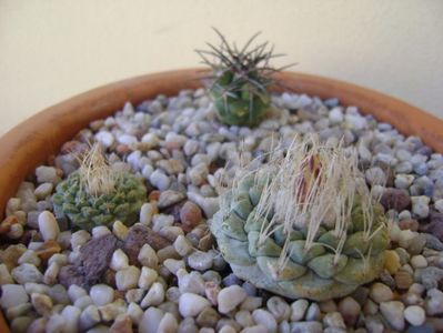 Grup de 3 cactusi; Strombocactus disciformis
Strombocactus disciformis ssp. jarmillae
Copiapoa coquimbana
