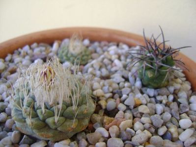 Grup de 3 cactusi; Strombocactus disciformis
Strombocactus disciformis ssp. jarmillae
Copiapoa coquimbana
