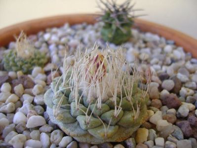 Strombocactus disciformis