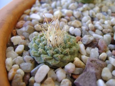 Strombocactus disciformis ssp. jarmilae Vizarron, Mx.