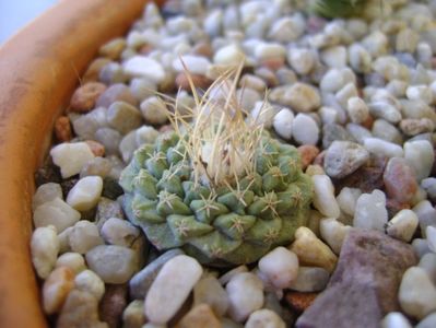 Strombocactus disciformis ssp. jarmilae Vizarron, Mx.