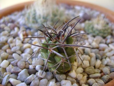 Copiapoa coquimbana v. fiedleriana