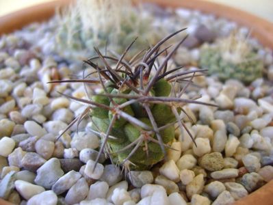 Copiapoa coquimbana v. fiedleriana