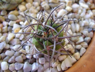 Copiapoa coquimbana v. fiedleriana