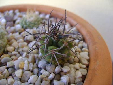 Copiapoa coquimbana v. fiedleriana