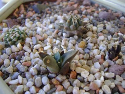 Grup de 4 cactusi; Ariocarpus retusus confusus Marmolejo , Aremberri
Ariocarpus scaphirostris (scapharostrus)
Turbinicarpus panarottoi
Turbinicarpus alonsoi
