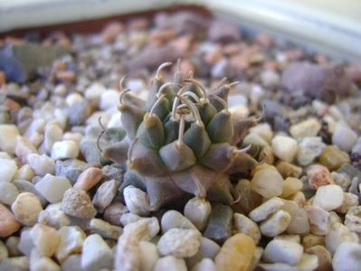 Turbinicarpus panarottoi