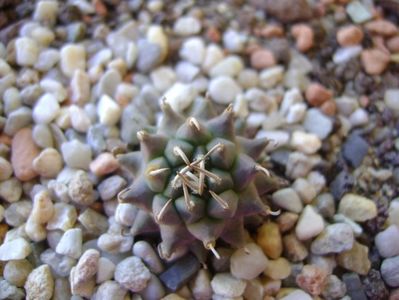 Turbinicarpus panarottoi