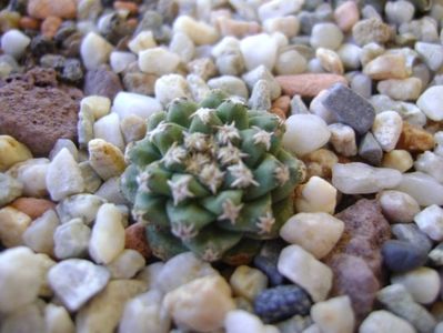 Turbinicarpus alonsoi