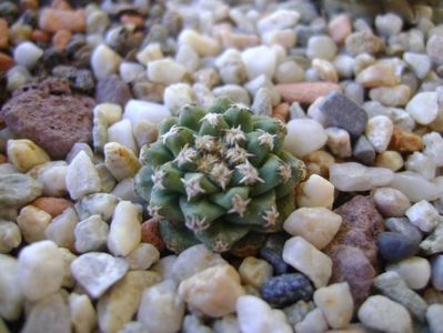 Turbinicarpus alonsoi