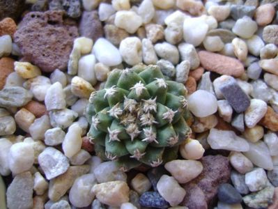 Turbinicarpus alonsoi