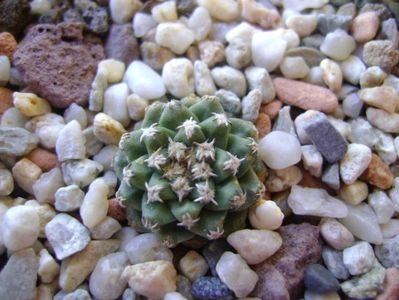 Turbinicarpus alonsoi