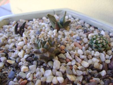 Grup de 4 cactusi; Ariocarpus retusus confusus Marmolejo , Aremberri
Ariocarpus scaphirostris (scapharostrus)
Turbinicarpus panarottoi
Turbinicarpus alonsoi
