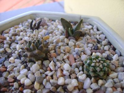 Grup de 4 cactusi; Ariocarpus retusus confusus Marmolejo , Aremberri
Ariocarpus scaphirostris (scapharostrus)
Turbinicarpus panarottoi
Turbinicarpus alonsoi
