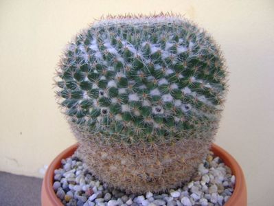 Mammillaria hahniana