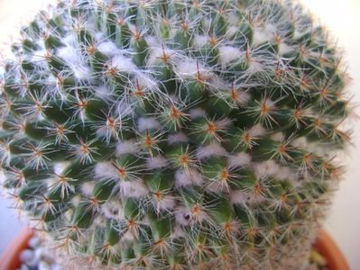 Mammillaria hahniana