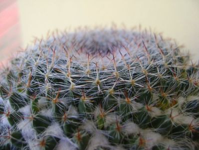 Mammillaria hahniana