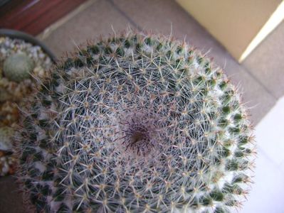 Mammillaria hahniana