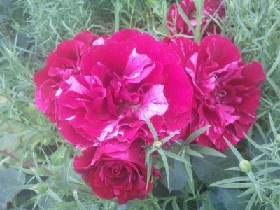 111058508_8_1000x700_trandafiri-varietati-deosebite-cu-inflorire-abundenta-_rev021