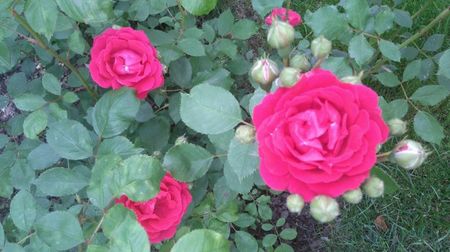 Necunoscut 3; Rosu cu flori foarte dese, o singura inflorire
