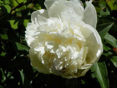 Charlie's White