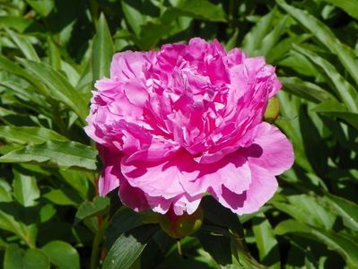 Edulis Superba
