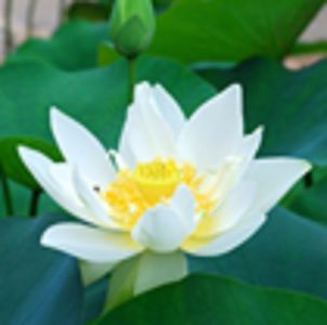 Lotus alb Nelumbo; 3 seminte - 5 RON

